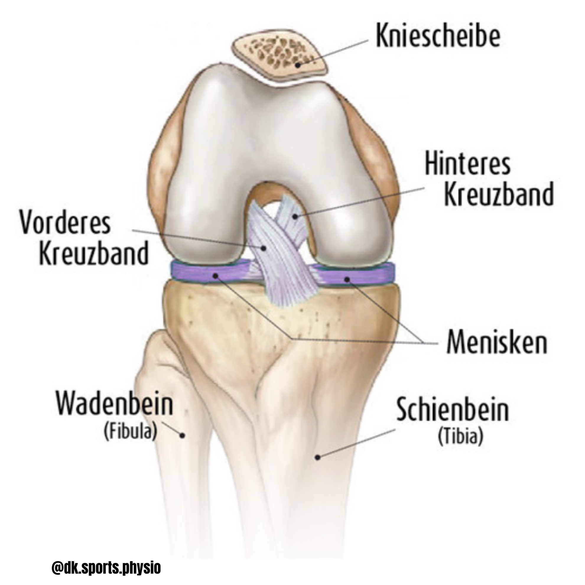Kopie-von-Hast-du-gewusst-dass-jaehrlich-mehr-als-40.000-operationen-des-vorderen-vorderen-kreuzbandes-durchgefuehrt-werden-1980x1980.png